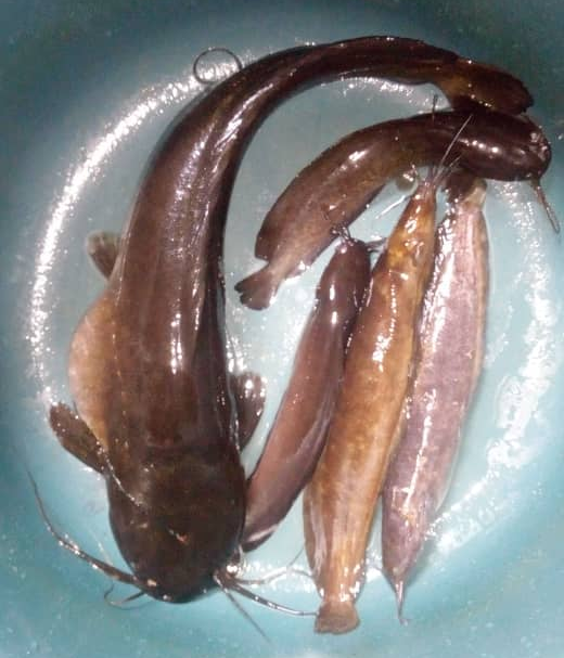 Be&ntilde;gol